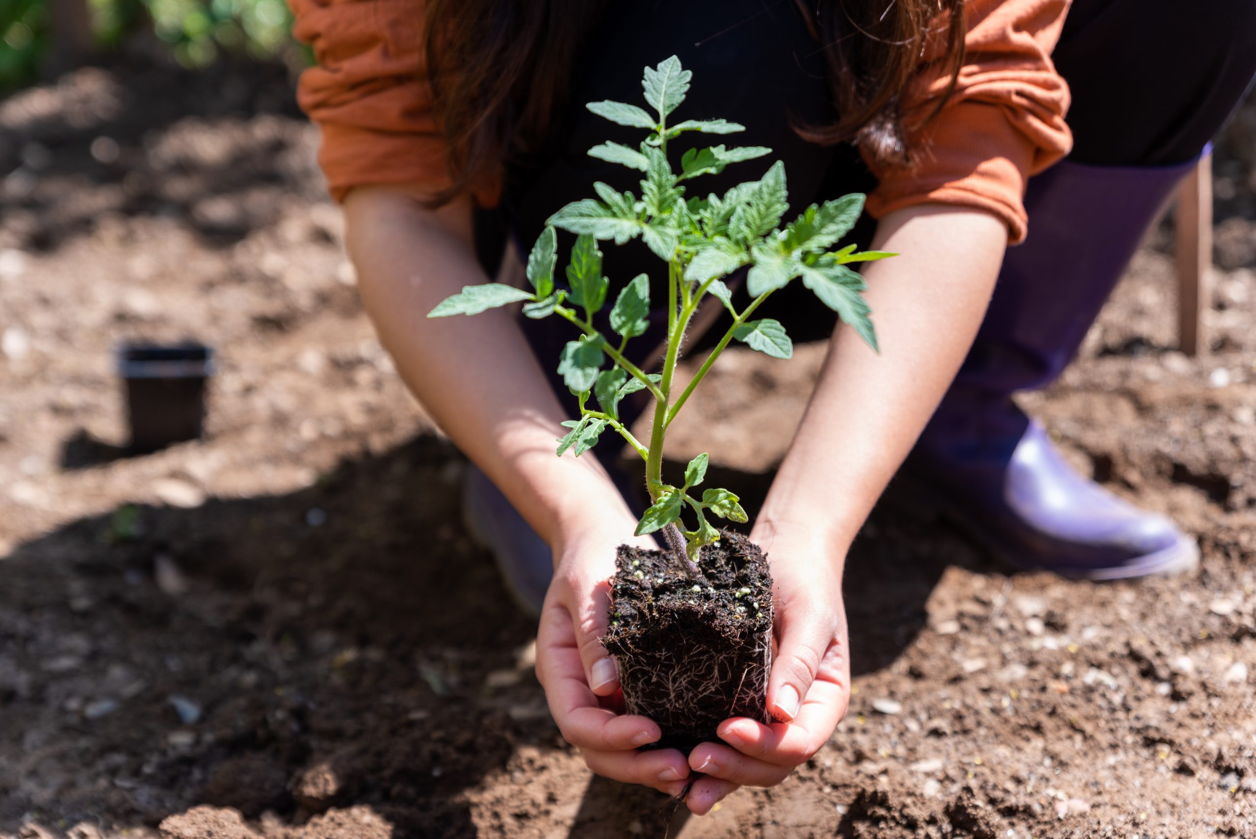 Planting Vegetable Gardens for Stress Relief